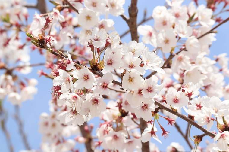 春の香り 匂い豊かな 春の花 と おすすめ香水１６選 たゆたふ香水