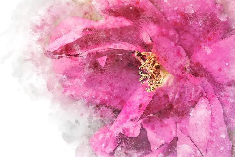 パルファンサトリ】ニュアージュローズのレビュー｜薔薇と菫の狭間