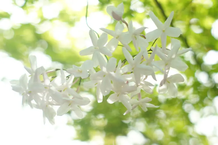 パルルモアドゥパルファム】ガーデンズオブインディアのレビュー