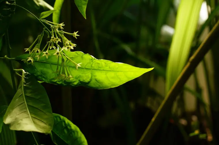 セルジュルタンス】フィス ドゥ ジョワ・喜びの申し子