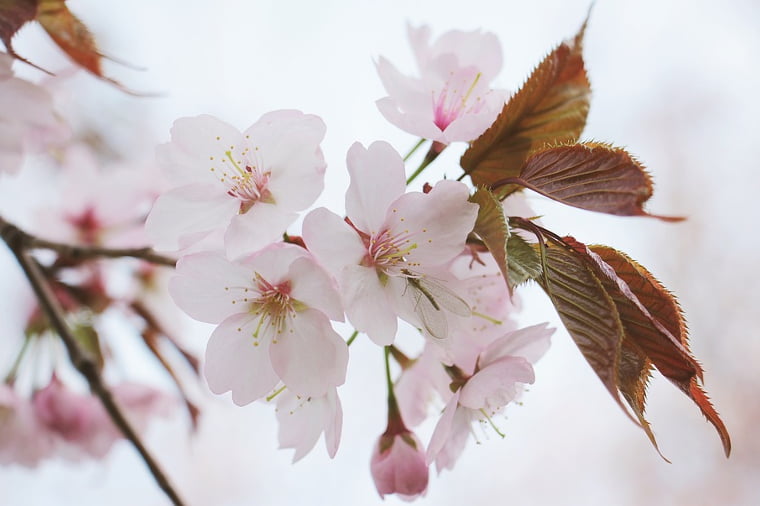 【パルファンサトリ／Sakura・桜】香水レビュー│香水レビューのブログ『たゆたふ香水』