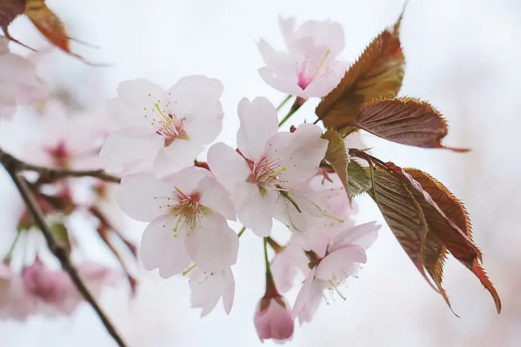 パルファンロジーヌ】ローズグリオットとは？桜餅風味のフローラル