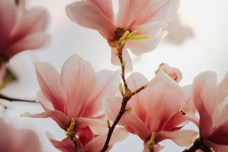 アクアディパルマ ペオニアノービレ マグノリアノービレ ローザノービレ JPG-72-DPI-Magnolia-nobile_20-