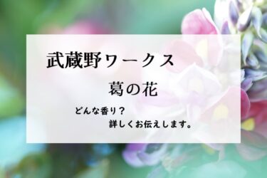 【武蔵野ワークス】Kuzu（葛の花）とは？葡萄ジュースの香り