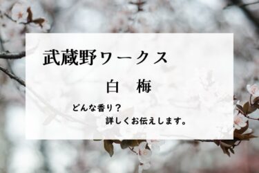 【武蔵野ワークス】白梅の香水レビュー｜完熟梅の甘酸っぱい香り