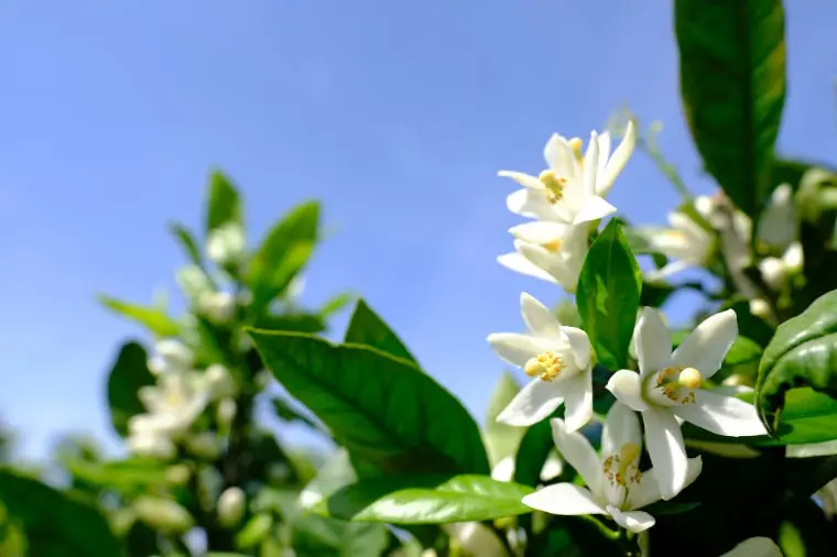ルラボ】フルール ドランジェ27とは？甘い蜜と幸せのオレンジ花