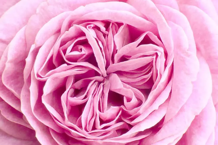 ディオール】ミスディオール ローズ&ローズとは？可憐で優雅な薔薇