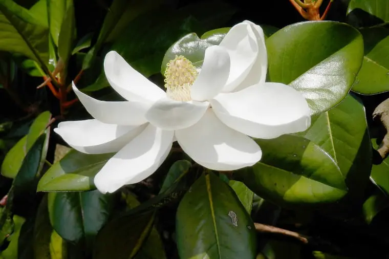 フエギア1833】アグアマグノリアーナとは？水に舞う木蓮の花弁